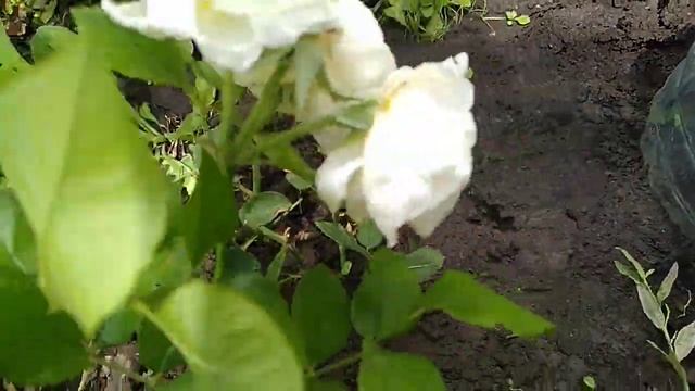 Черенки роз начинают укореняться. смотреть онлайн