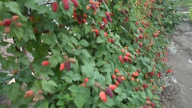 ежемалина тайберри 2018 часть - 2 смотреть онлайн