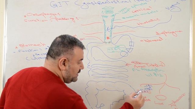 GIT 1 دكتور هيثم الجدة смотреть онлайн