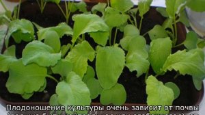 Почему редиска идет в стрелку — что делать