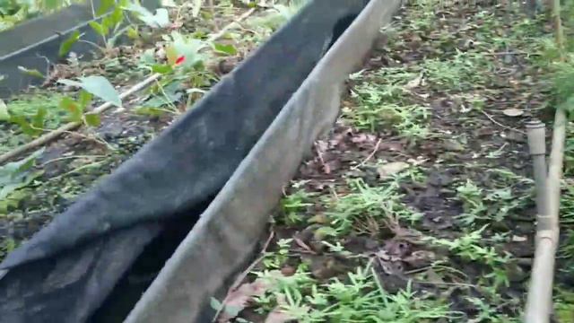 TYPES OF ANTHURIUM & PLANTATION смотреть онлайн