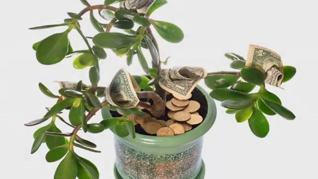 Денежное дерево — уход в домашних условиях и цветение смотреть онлайн