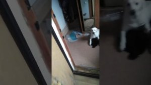 Пищит вызывная панель 2