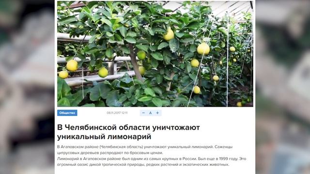 Саратовский лимонарий на Соколовой горе смотреть онлайн