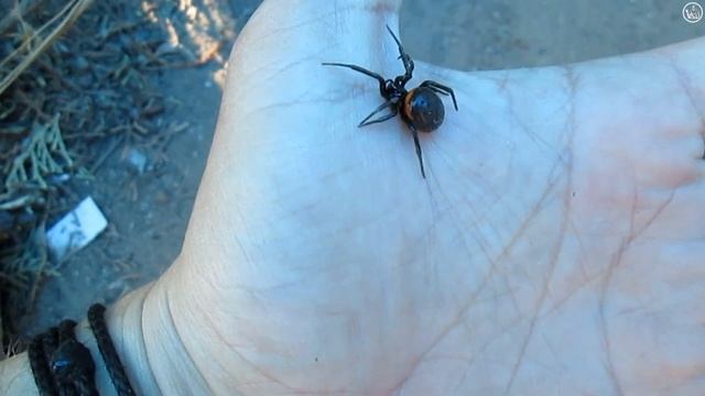 Крупная Стеатода (Steatoda paykulliana) смотреть онлайн