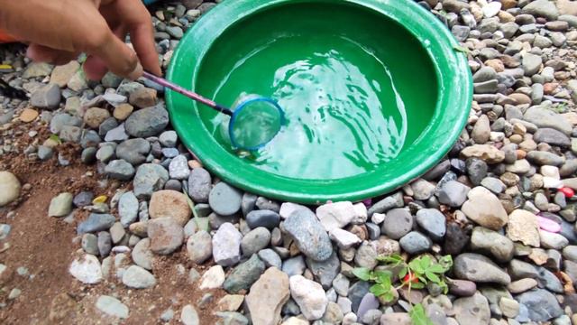 Catch Cute Chickens, Colorful Chickens, Rainbow Chickens, Rabbits, Ducks, Fish, Millions Of Animals смотреть онлайн