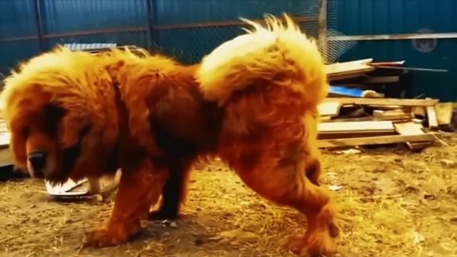 10 самых опасных бойцовских пород собак, который бояться даже медведы смотреть онлайн