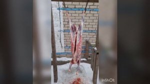 Выход мяса у молодой барашки, вес до забоя и после.