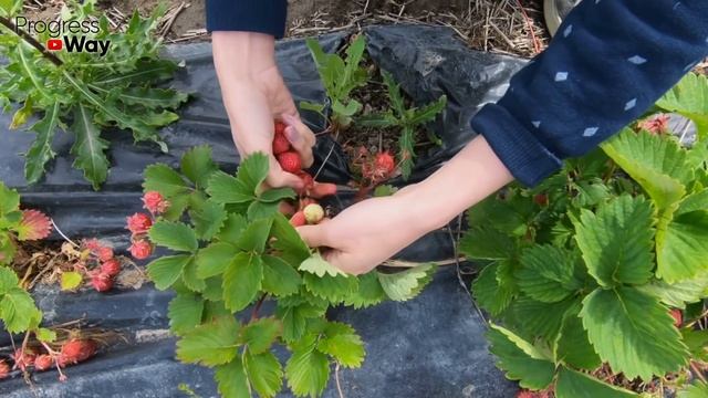 ДАЙТЕ КЛУБНИКЕ СОДУ И БУДЕТЕ СОБИРАТЬ УРОЖАЙ ВЕДРАМИ!! УХОД ЗА КЛУБНИКОЙ ВЕСНОЙ! смотреть онлайн