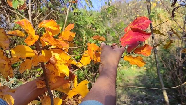 Сад осенних окрасок часть 2: на прибужском Полесье смотреть онлайн