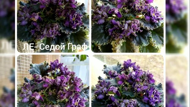 20 ФОТО СЕНПОЛИЙ (ФИАЛОК) С НАЗВАНИЯМИ СОРТОВ. ФИАЛКИ ВЕСНОЙ. смотреть онлайн