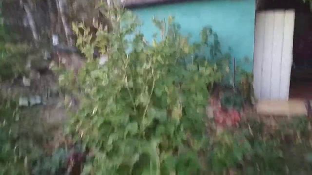 В этом году последние хризантемы. смотреть онлайн