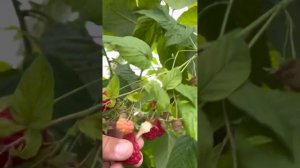 Самая крупная малина Вайолет