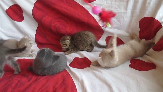 плюшевые котята Британцы и Шотландские вислоухие метро Печатиники смотреть онлайн
