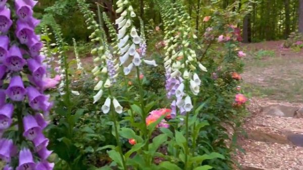 Beautiful & Colorful Rose Garden In Spring 2022 | พาชมกุหลาบอีเดนและดอกไม้ในสวน