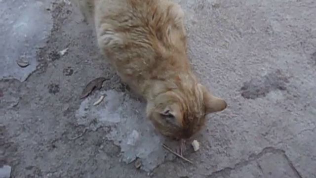 Кормление кошек смотреть онлайн