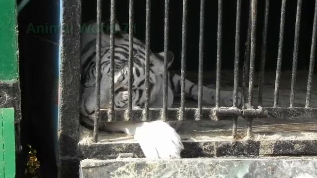 Тигруля - игруля. Белый тигр. смотреть онлайн