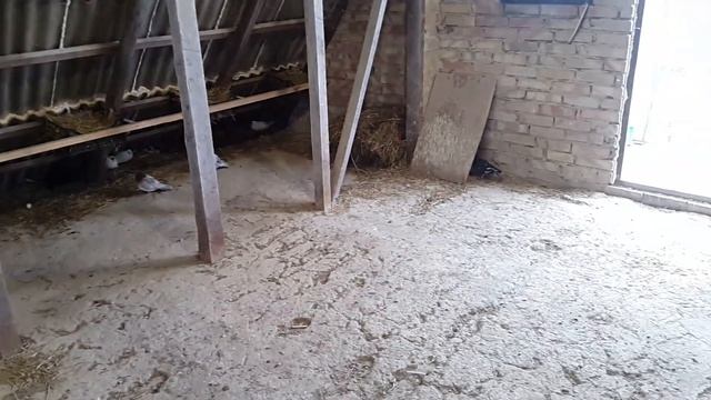 Голуби бойные мраморные белые стальные бакинцы г Фастов смотреть онлайн