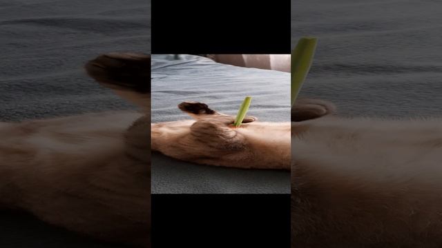 ТРАГИЧЕСКАЯ ГИБЕЛЬ