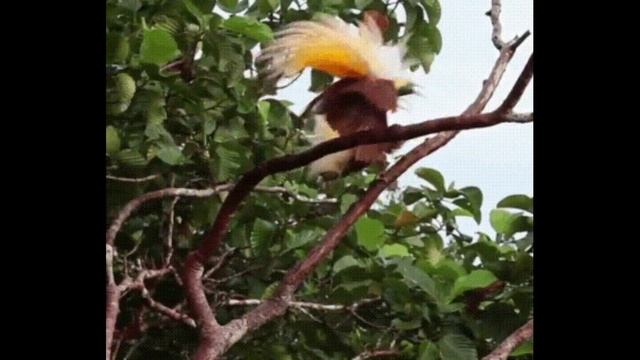 ТАНЕЦ ПТИЦ / DANCING BIRDS смотреть онлайн