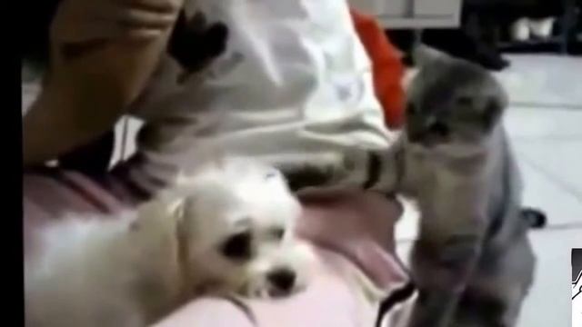 Приколы животных кошки собаки жгут смотреть онлайн