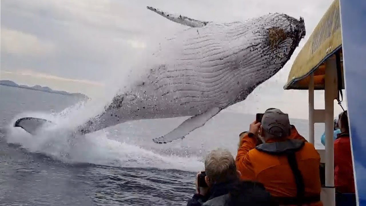 Самые Пугающие Случаи с Китами, Снятые на Камеру смотреть онлайн
