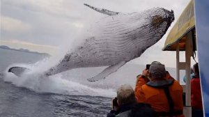 Самые Пугающие Случаи с Китами, Снятые на Камеру