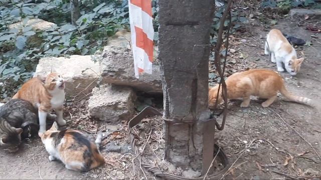 Одесса 5 минут назад. НАКОРМИЛ МНОГО ГОЛОДНЫХ КОТИКОВ! БОЛЬШАЯ КОШАЧЬЯ СЕМЬЯ ?