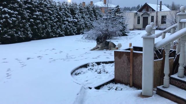 Кавказская овчарка Кузьма Всем доброго снежного утра от Кузьмы #кавказскаяовчарка смотреть онлайн
