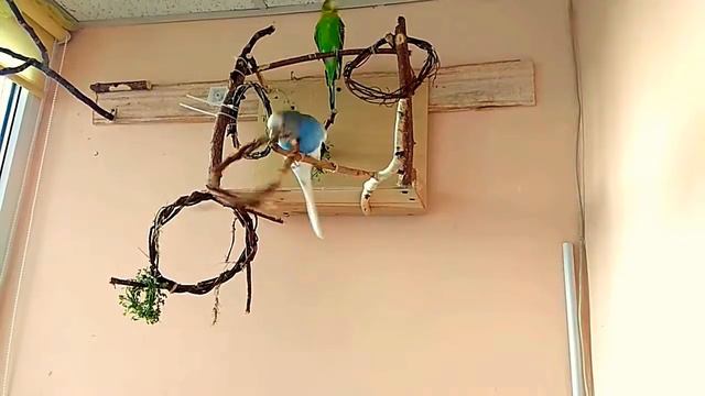 Волнистый попугай играет с кольцом. Попугайский апотр. смотреть онлайн
