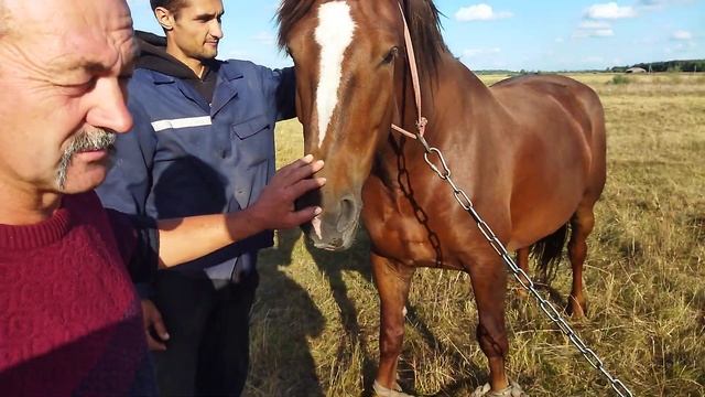 ЛОШАДИ/КОБЫЛА КРУШИНА ЛАТВИЙСКИХ КРОВЕЙ смотреть онлайн