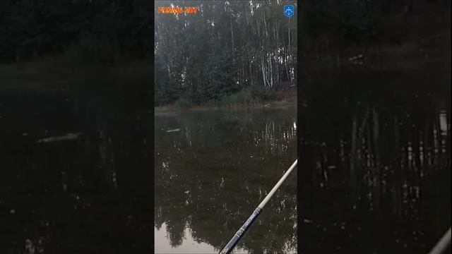 РЫБАЛКА в ЗАБРОДАХ. ЩУКА на ПОППЕР. ЦАПНУЛА за ПОПУ #Shorts смотреть онлайн