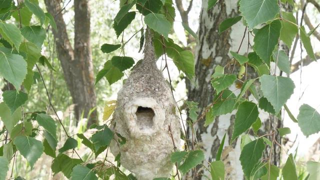 Гнездо ремеза, съемка 2023-06-15 ч.1/2 ♀ кормит смотреть онлайн