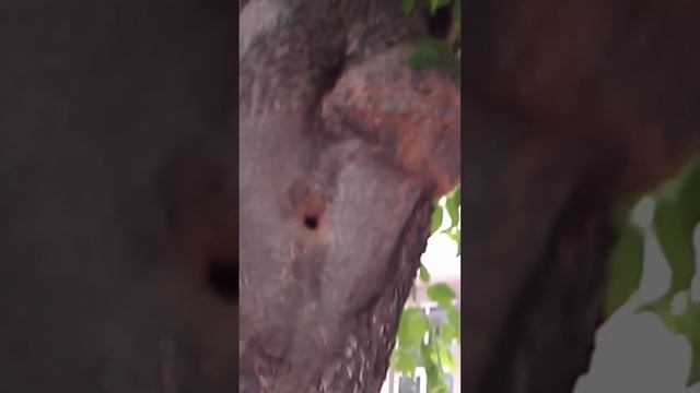 Гнездо синицы с выводком смотреть онлайн