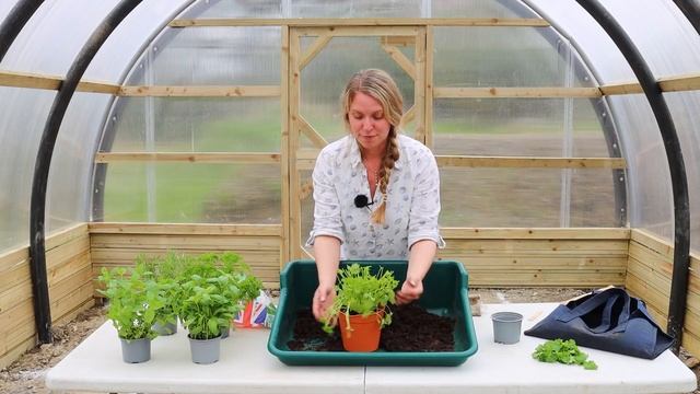 Tips on Growing Coriander from the Supermarket (fresh cilantro all summer!) смотреть онлайн