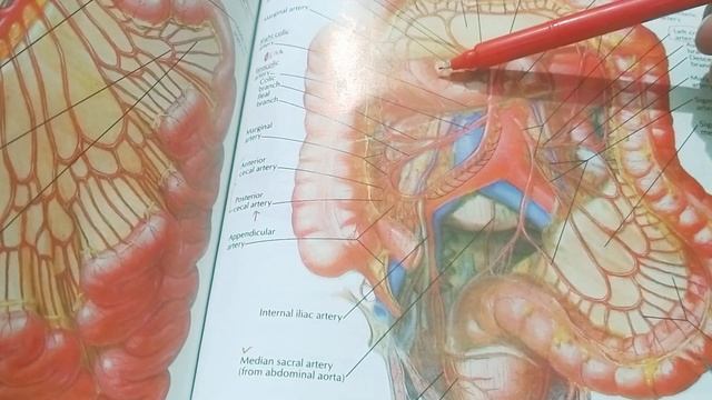 ARTERIAL SUPPLY OF STOMACH,SMALL & LARGE INTESTINE/GIT..URDU/HINDI смотреть онлайн