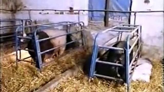 Jonathan Meades :: Truth About Porkies (1/3) смотреть онлайн