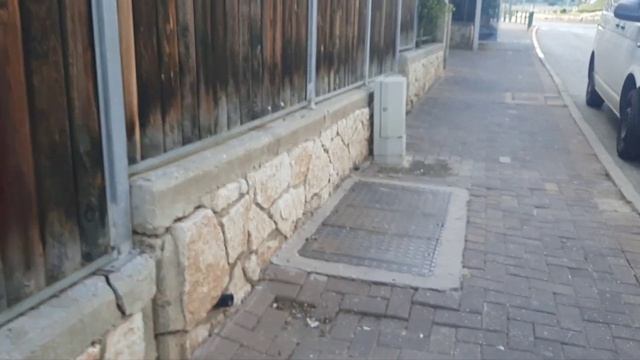 Розы,кумкват,аромат дня смотреть онлайн
