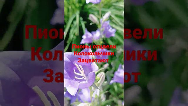 Цветущие колокольчики нет равнодушных к этому цветку #продажа #рассада смотреть онлайн