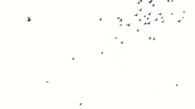 НИКОЛАЕВСКИЕ ГОЛУБИ./pigeons/ БАБОЧКА 2020 (часть 1) смотреть онлайн