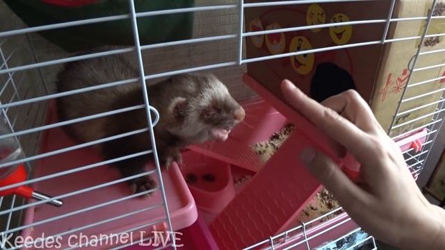 Котик Рыжик знакомится с хорьком смотреть онлайн
