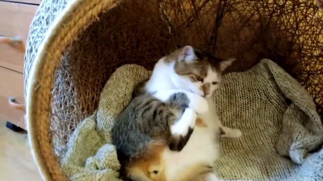 Домик для кошки в действии) Ссылка о том, как сделать такой домик-шар дам вам в конце видео. смотреть онлайн