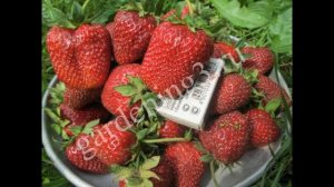 ?Описание сорта крупноплодной клубники Маршал Купить саженцы клубники Маршал в Украине