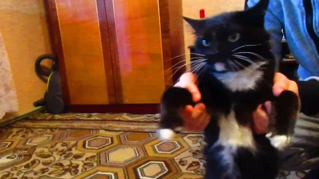 Танцующая кошка./Dancing cat. смотреть онлайн