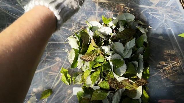 Как быстро собирать листья на примере малины смотреть онлайн