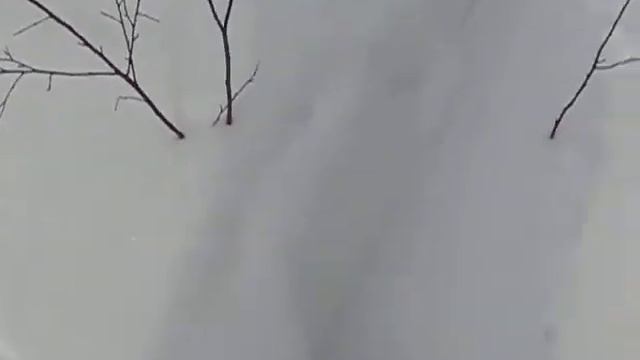 Следы белки. Зимние маршрутные учеты. Весна 2019. смотреть онлайн