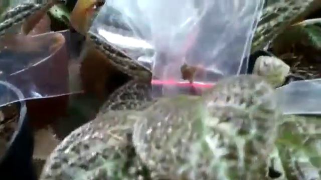 Membungkus buah episcia смотреть онлайн