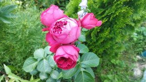 Плетистая помпонная роза Эрик Таберли (rose Eric Taberly), выращивание в форме куста, 22.07.2022