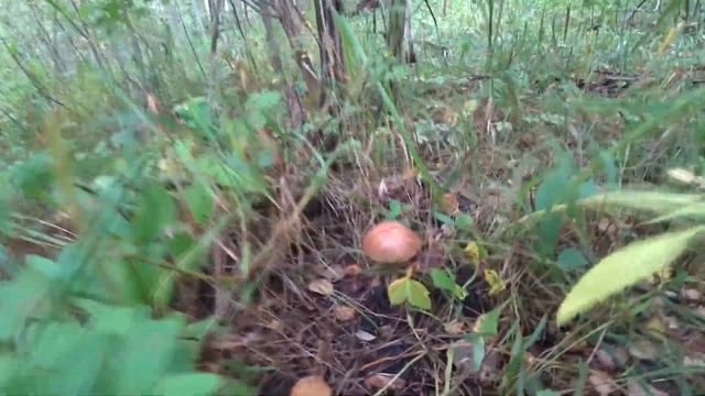 Нашел много подберезовиков на лесной опушке смотреть онлайн