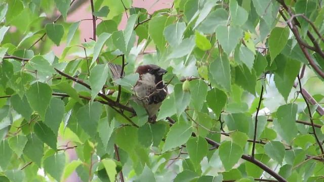 Как чирикает воробей смотреть онлайн